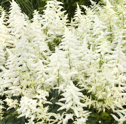 astilbe-chinensis-visions-in-white-chinese-false-spirea