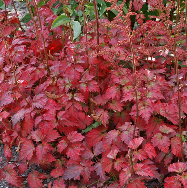 astilbe-color-flash-false-goat-s-beard-false-spirea
