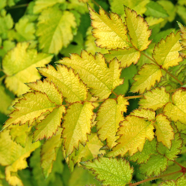 astilbe-color-flash-lime-false-goat-s-beard-false-spirea