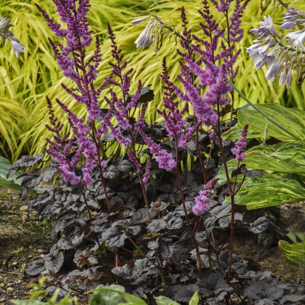 astilbe-dark-side-of-the-moon-perennial-spiraea