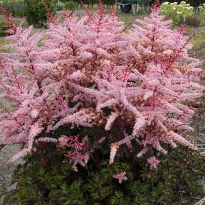 astilbe-delft-lace-false-spirea