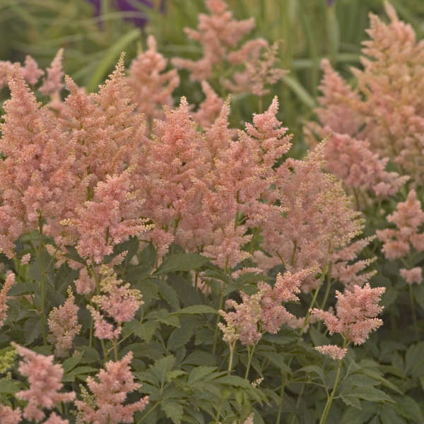 astilbe-japonica-peach-blossom-false-goat-s-beard-false-spirea