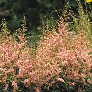 astilbe-simplicifolia-hennie-graafland-japanese-astilbe-star-astilbe-false-spirea