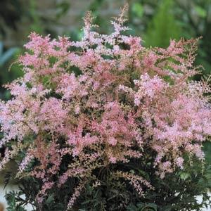 astilbe-simplicifolia-sprite-japanese-astilbe-star-astilbe-false-spirea