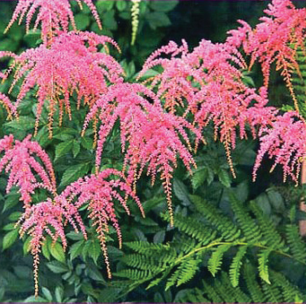 astilbe-thunbergii-ostrich-plume-thunberg-s-astilbe-false-spirea