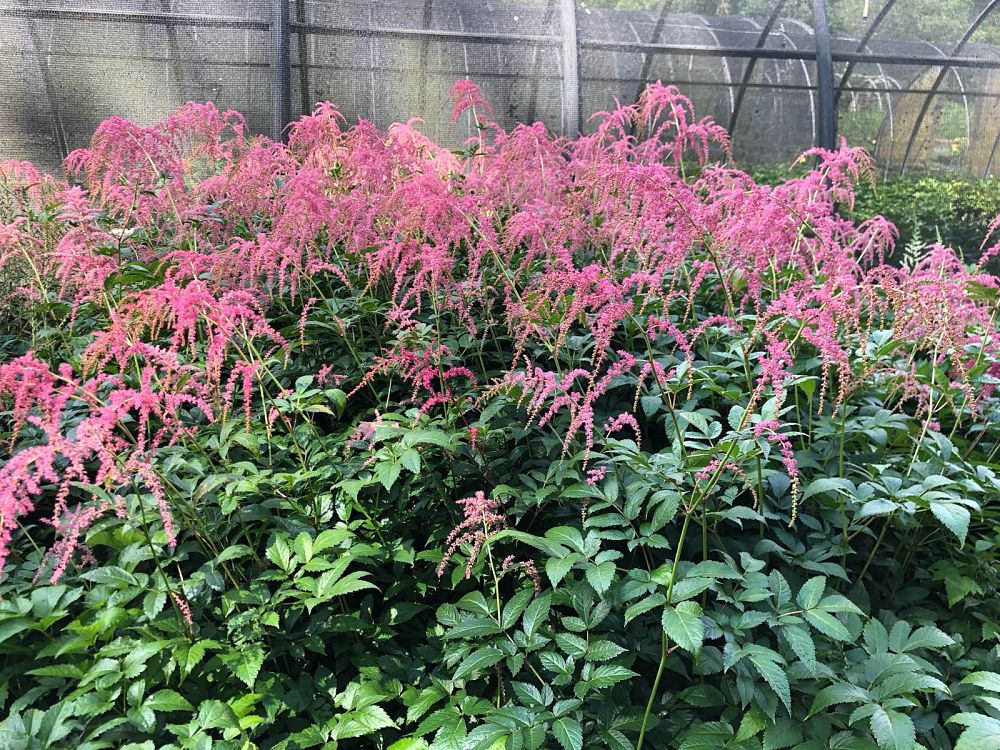 astilbe-thunbergii-ostrich-plume-thunberg-s-astilbe-false-spirea