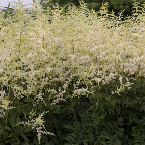 astilbe-x-arendsii-bridal-veil-false-spirea