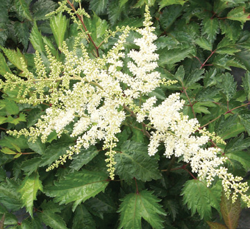 astilbe-x-arendsii-bridal-veil-false-spirea