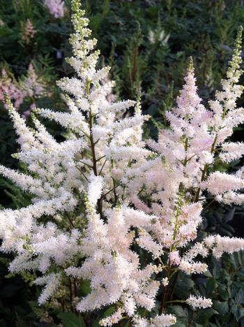 astilbe-x-arendsii-bumalda-false-goat-s-beard-false-spirea