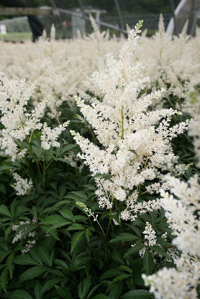 astilbe-x-arendsii-deutschland-false-goat-s-beard-false-spirea