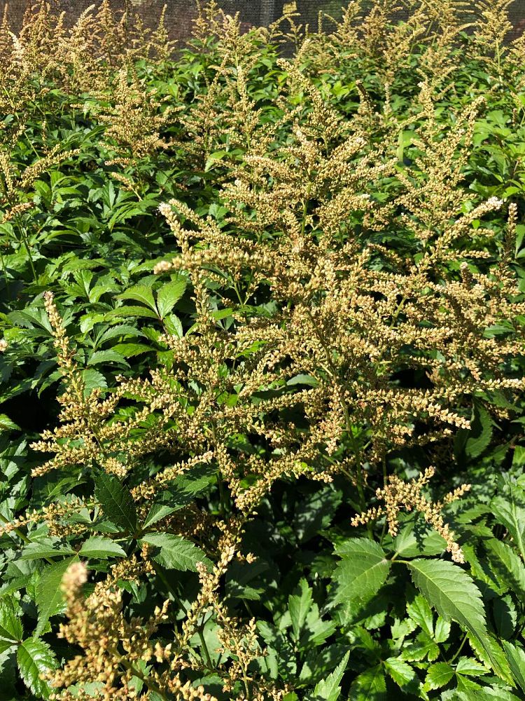 astilbe-x-arendsii-deutschland-false-goat-s-beard-false-spirea