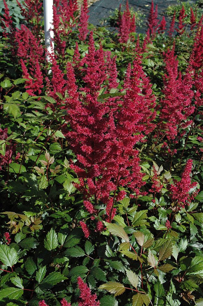 astilbe-x-arendsii-fanal-false-spirea