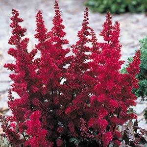 astilbe-x-arendsii-fanal-false-spirea