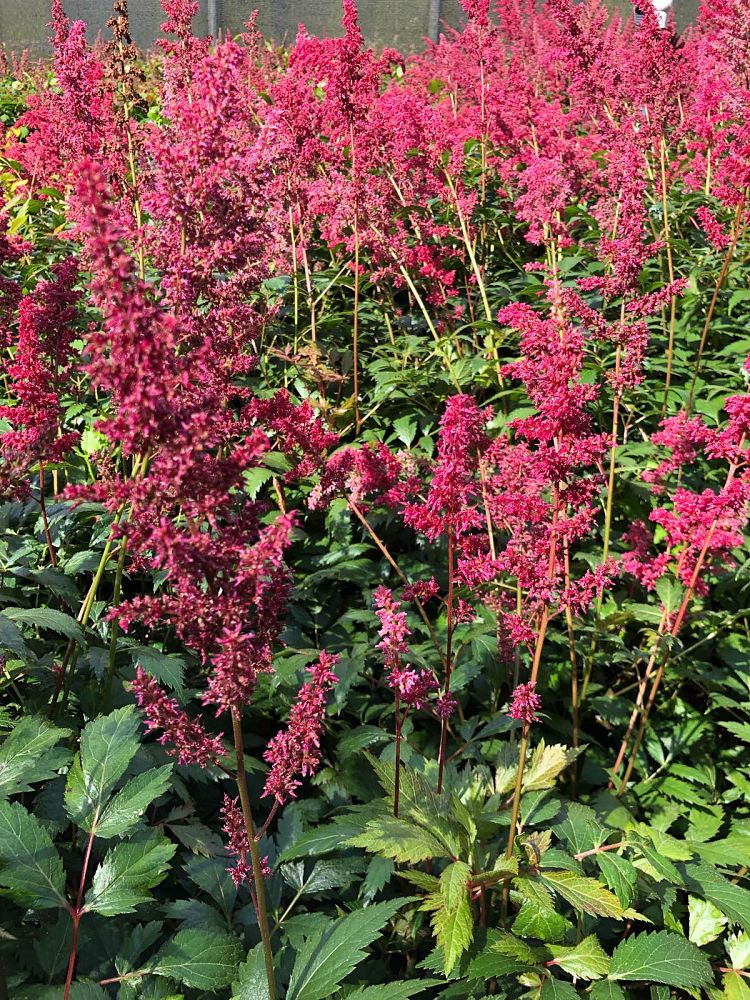 astilbe-x-arendsii-fanal-false-spirea
