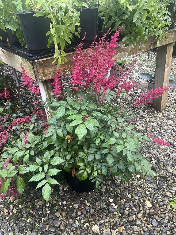astilbe-x-arendsii-fanal-false-spirea