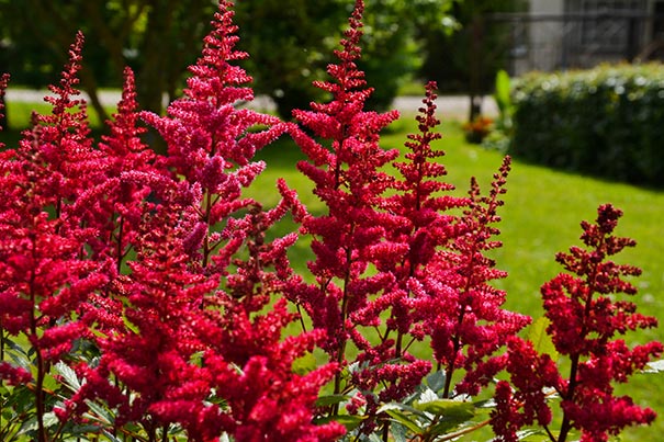astilbe-x-arendsii-red-cattleya-false-goat-s-beard-false-spirea