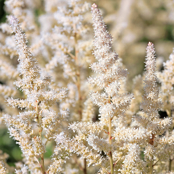 astilbe-x-arendsii-white-gloria-false-spirea