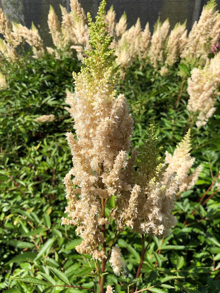 astilbe-x-arendsii-white-gloria-false-spirea
