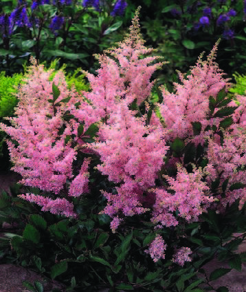 astilbe-x-rosea-peach-blossom-false-spirea