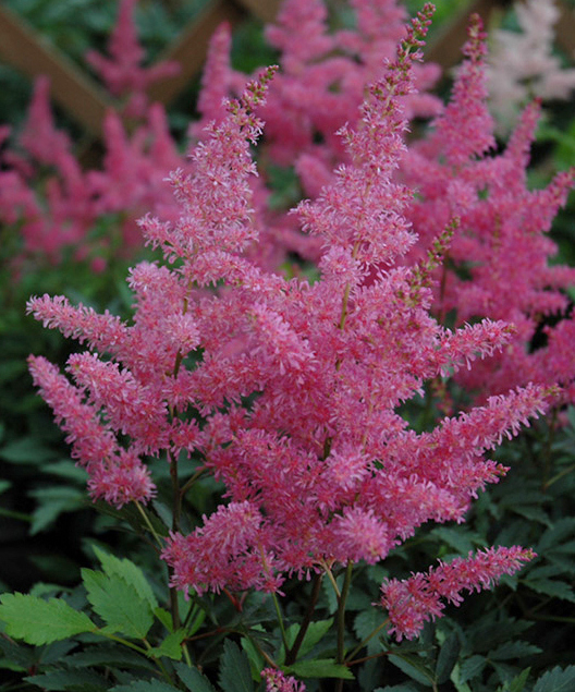 astilbe-younique-lilac-false-spirea