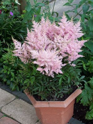 astilbe-younique-silver-pink-false-spirea-verssilverypink