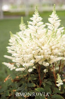 astilbe-younique-white-false-spirea-verswhite