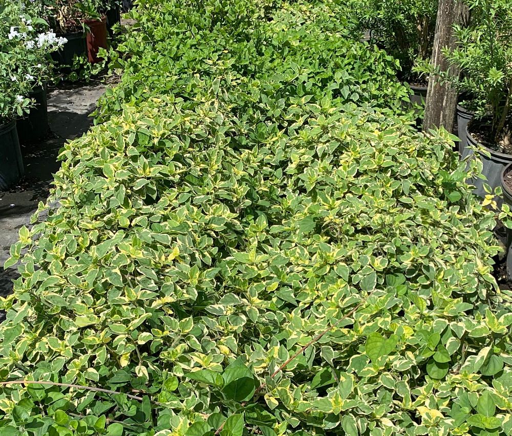 asystasia-gangetica-ganges-primrose