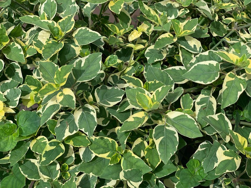 asystasia-gangetica-ganges-primrose