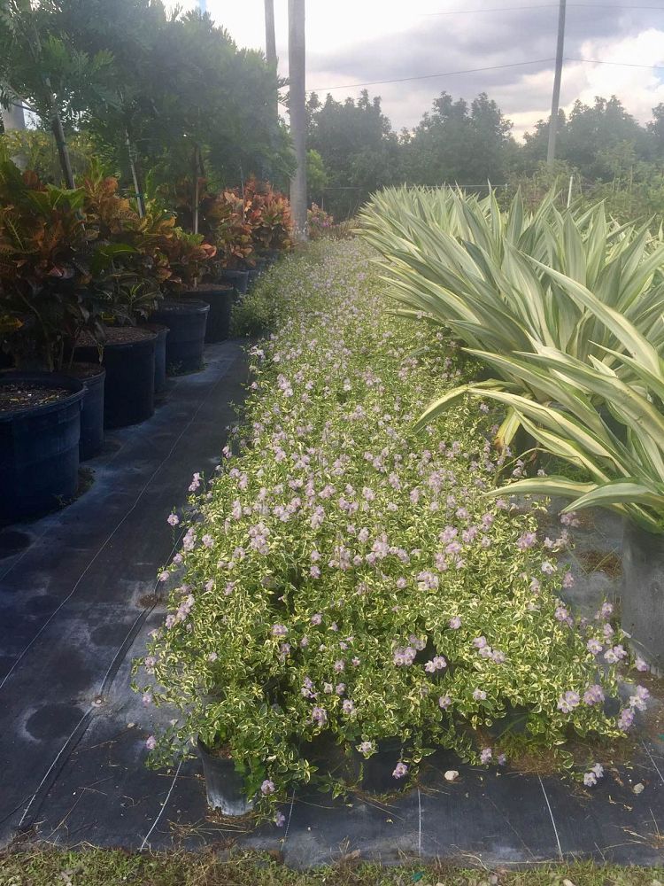 asystasia-gangetica-ganges-primrose