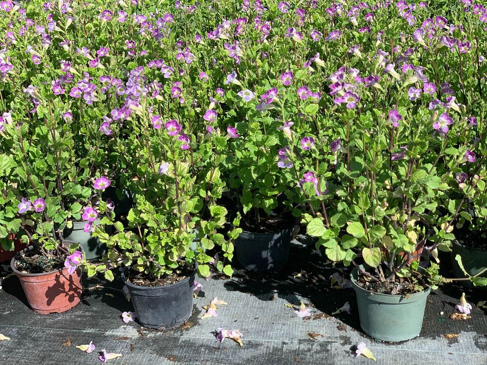 asystasia-gangetica-ganges-primrose