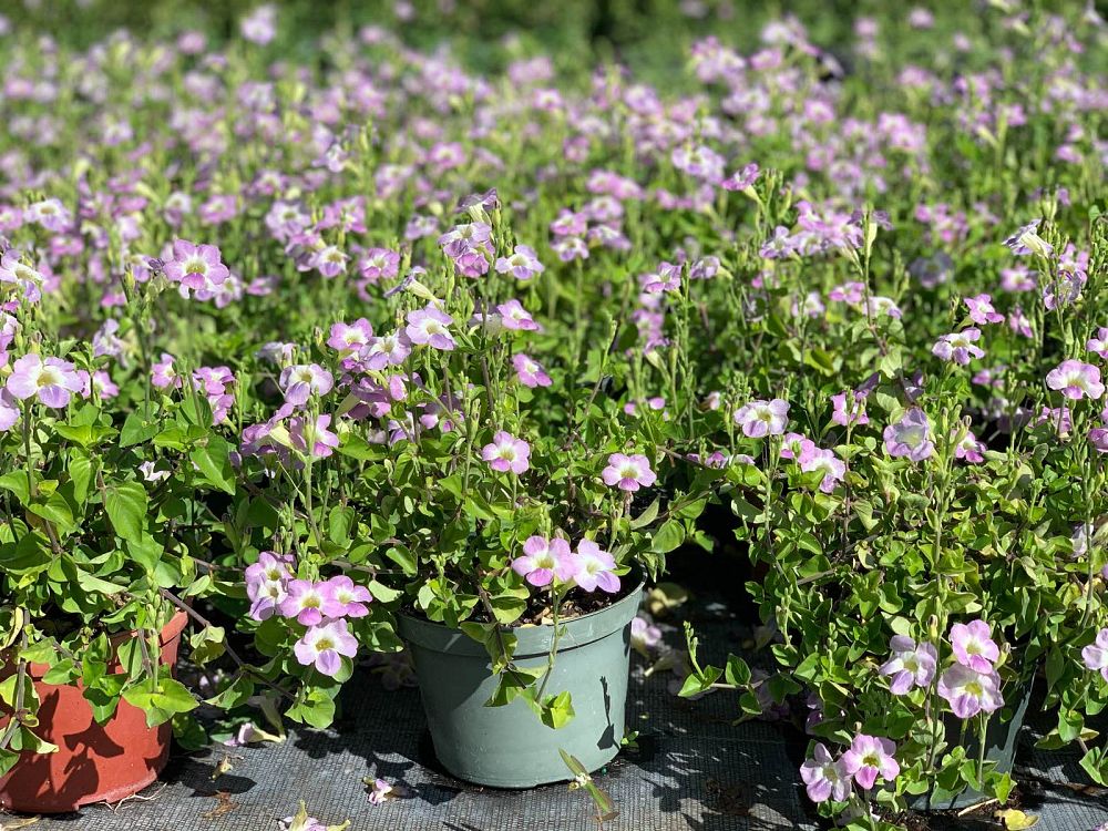asystasia-gangetica-ganges-primrose