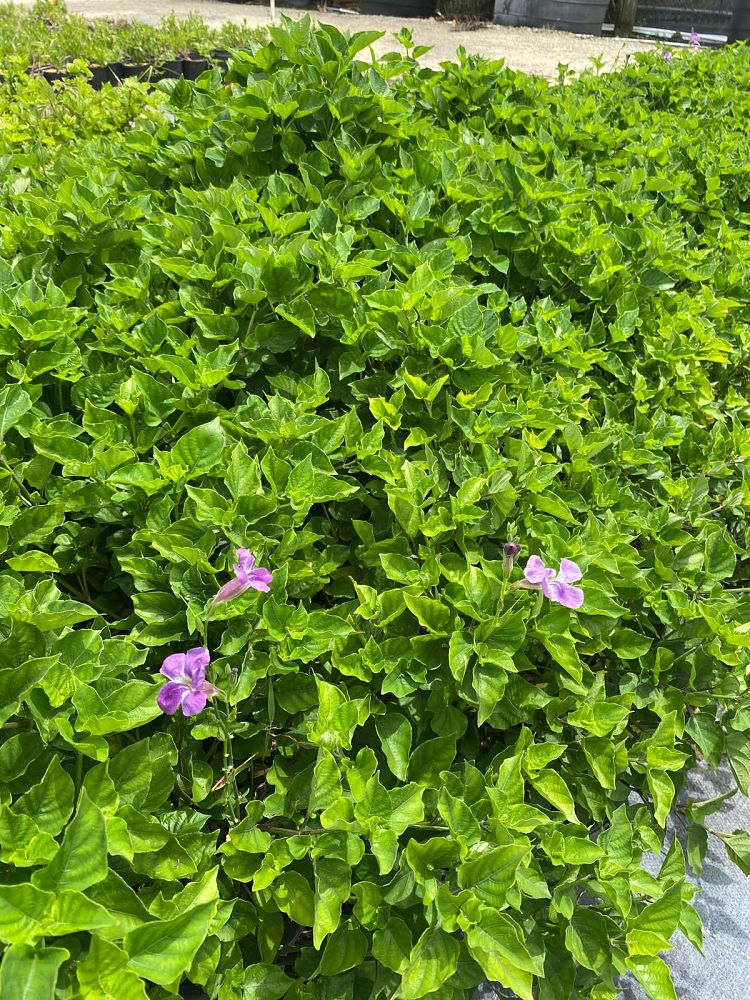 asystasia-gangetica-ganges-primrose