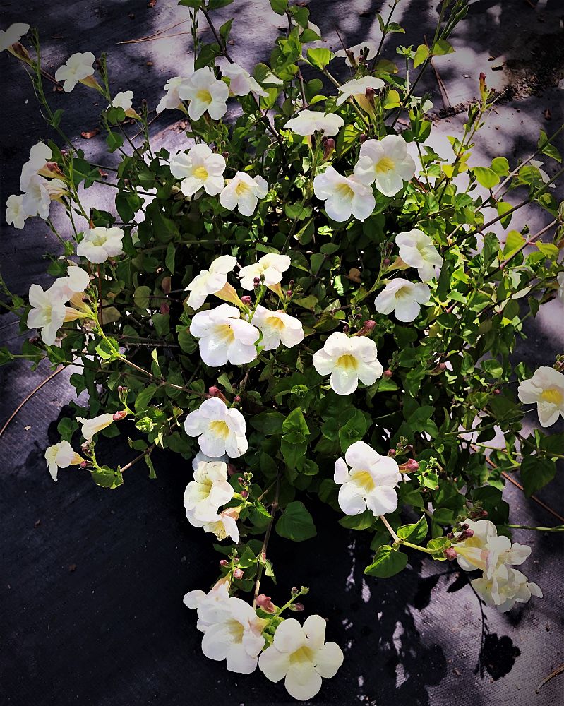 asystasia-gangetica-ganges-primrose