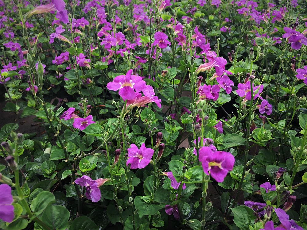 asystasia-gangetica-ganges-primrose