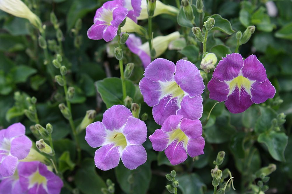 asystasia-gangetica-ganges-primrose