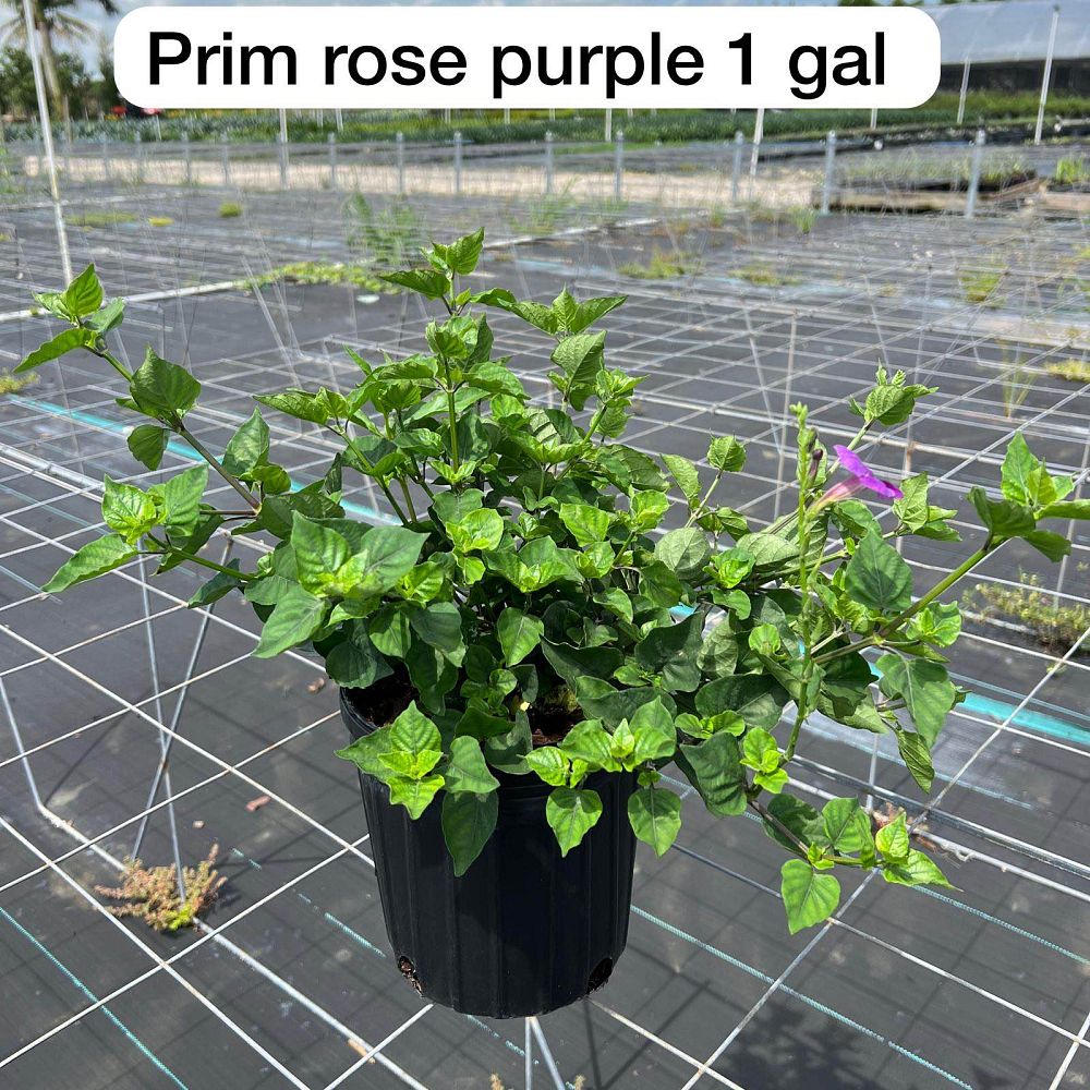asystasia-gangetica-ganges-primrose