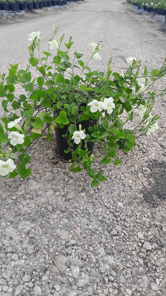 asystasia-gangetica-ganges-primrose