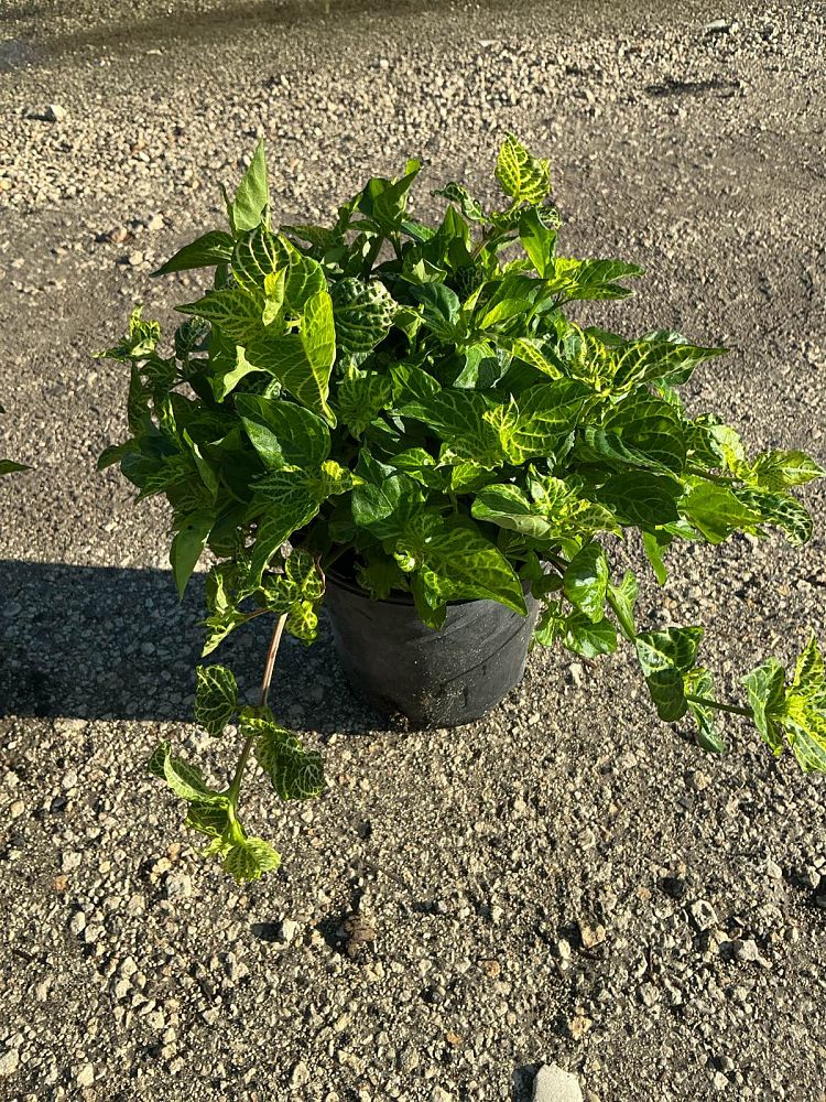 asystasia-gangetica-ganges-primrose