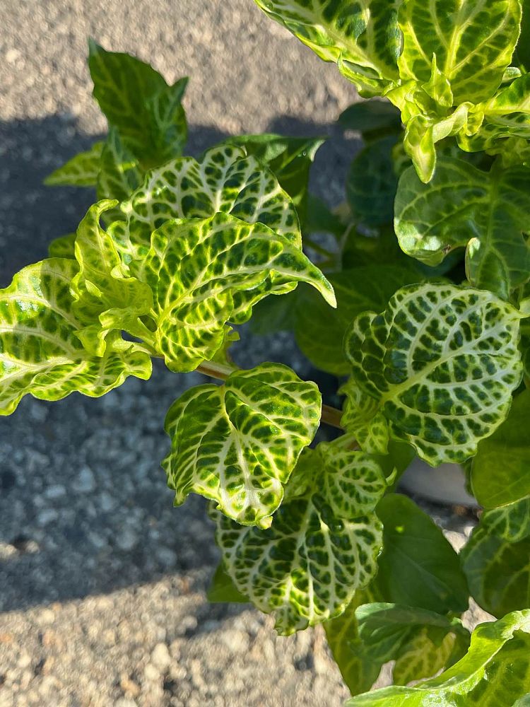 asystasia-gangetica-ganges-primrose