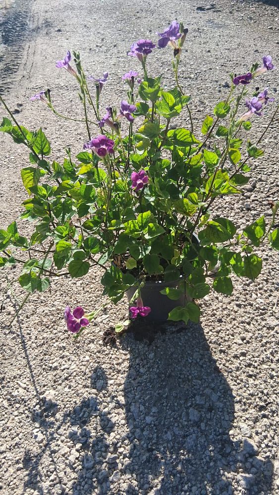asystasia-gangetica-ganges-primrose