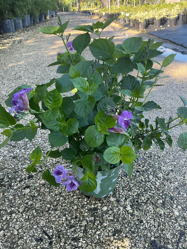 asystasia-gangetica-ganges-primrose