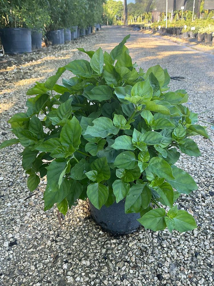 asystasia-gangetica-ganges-primrose