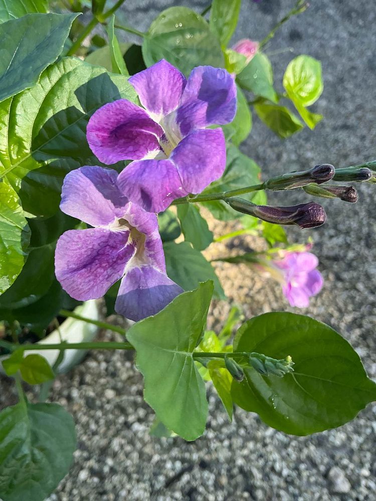 asystasia-gangetica-ganges-primrose