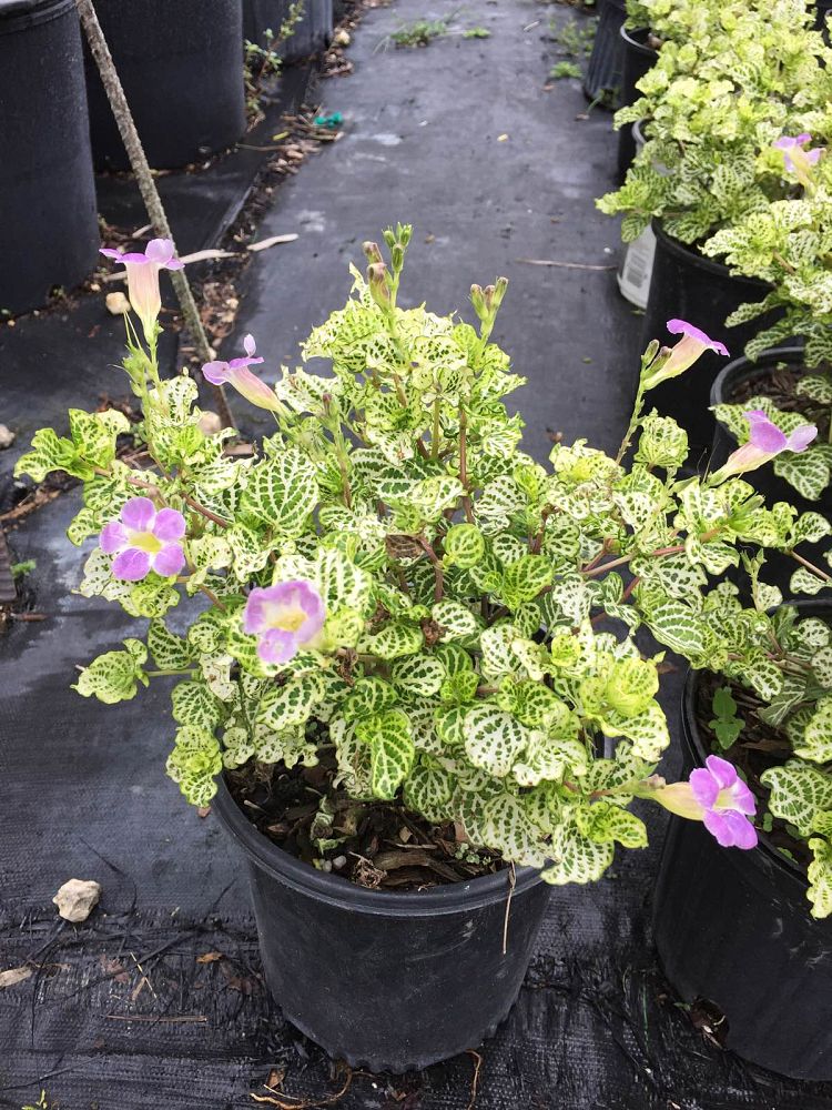 asystasia-gangetica-you-re-so-vein-chinese-violet-creeping-foxglove-ganges-primrose