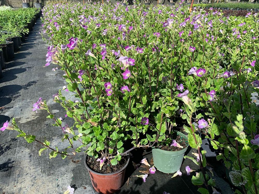 asystasia-gangetica-you-re-so-vein-chinese-violet-creeping-foxglove-ganges-primrose