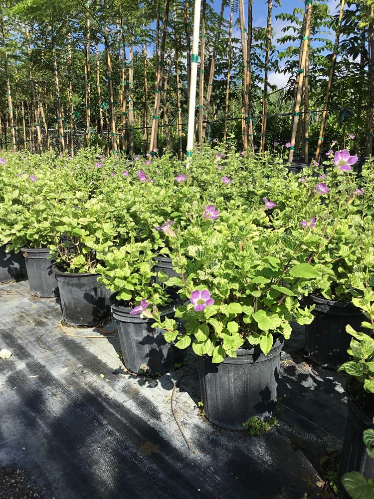 asystasia-gangetica-you-re-so-vein-chinese-violet-creeping-foxglove-ganges-primrose