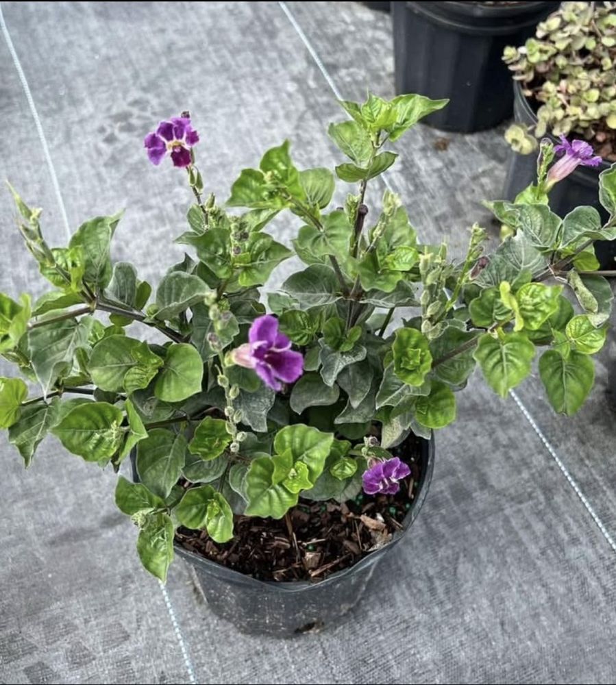 asystasia-gangetica-you-re-so-vein-chinese-violet-creeping-foxglove-ganges-primrose