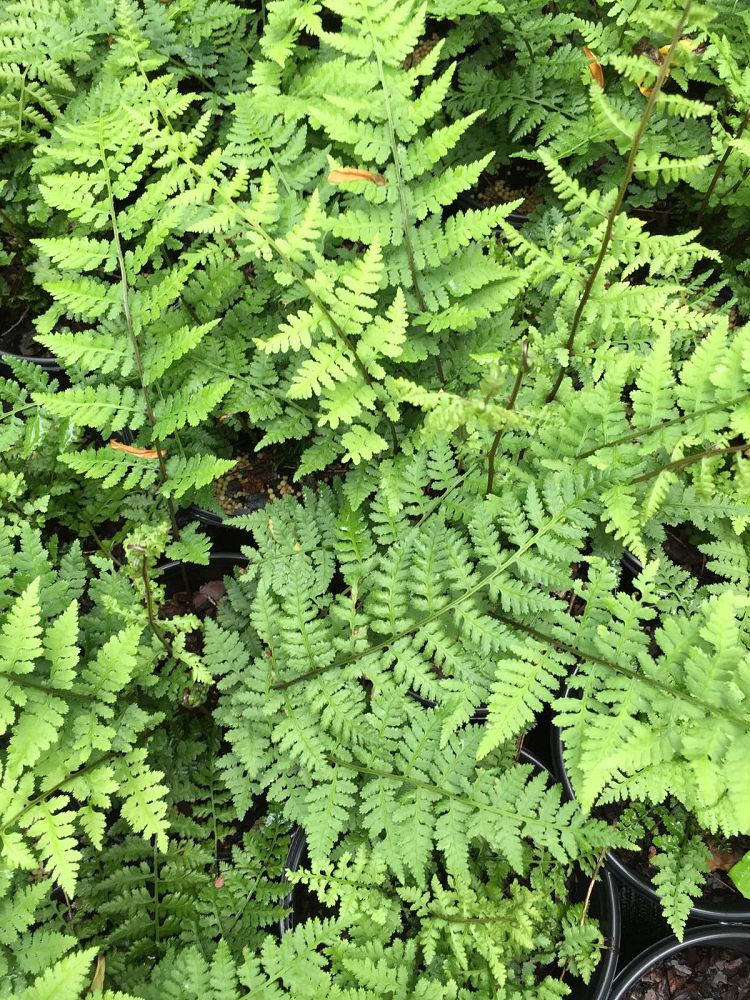 athyrium-asplenioides-southern-lady-fern