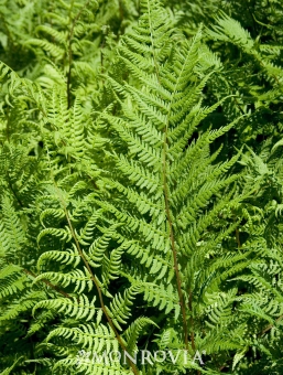 athyrium-filix-femina-angustum-lady-in-red-lady-fern