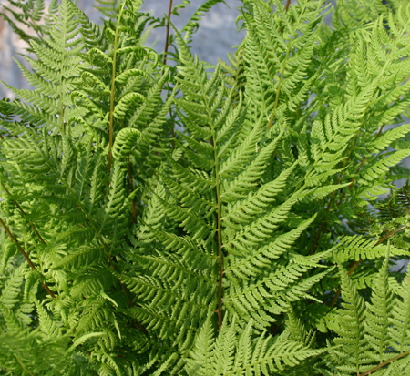 athyrium-filix-femina-angustum-lady-in-red-lady-fern